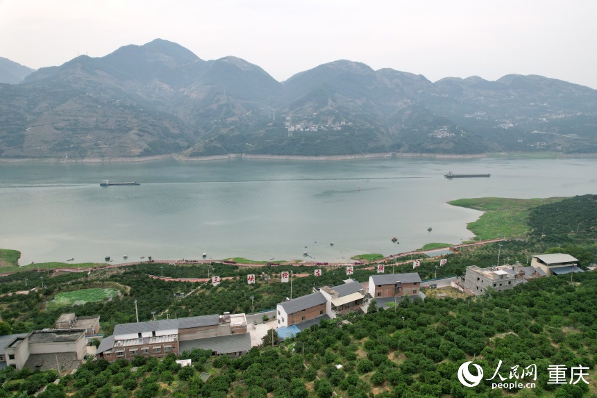 三沱村正以“三峽橙莊”建設(shè)為契機(jī)，描繪鄉(xiāng)村振興新圖景。人民網(wǎng)記者 劉政寧攝