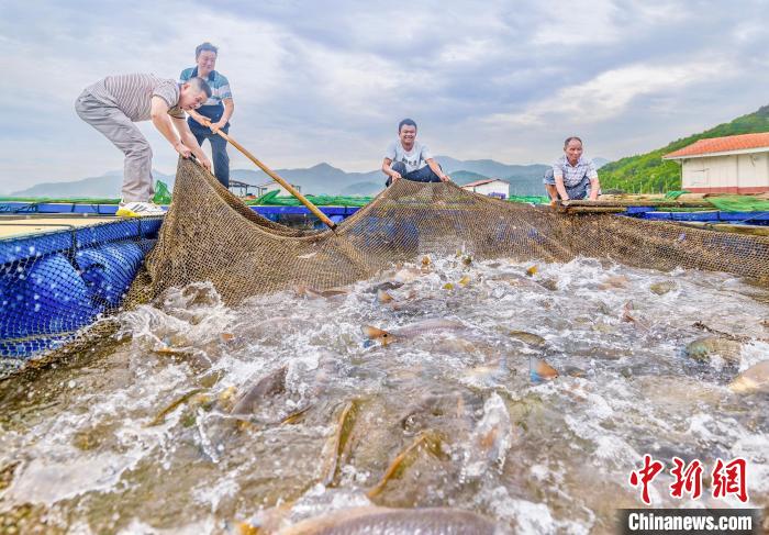 村民在漁排收獲紅鼓魚。(資料圖) 李郁 攝