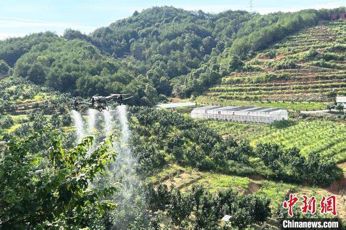 圖為江西上饒市廣豐區(qū)西壇果園正進行無人機植保作業(yè)?！≈飕?攝