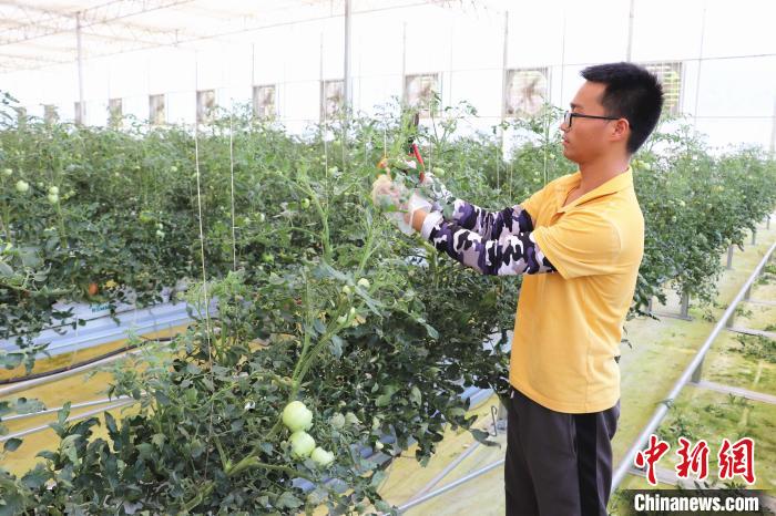 圖為在紅谷灘區(qū)元宇宙·VR數(shù)字農(nóng)業(yè)示范基地七彩番茄培育車間內(nèi)，農(nóng)業(yè)技術(shù)員正在對番茄植株進行修剪?！⌒苠\陽 攝