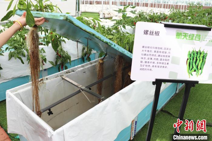 圖為在南昌市紅谷灘區(qū)元宇宙·VR數(shù)字農(nóng)業(yè)示范基地氣霧培養(yǎng)車間里，螺絲椒長勢良好?！⌒苠\陽 攝