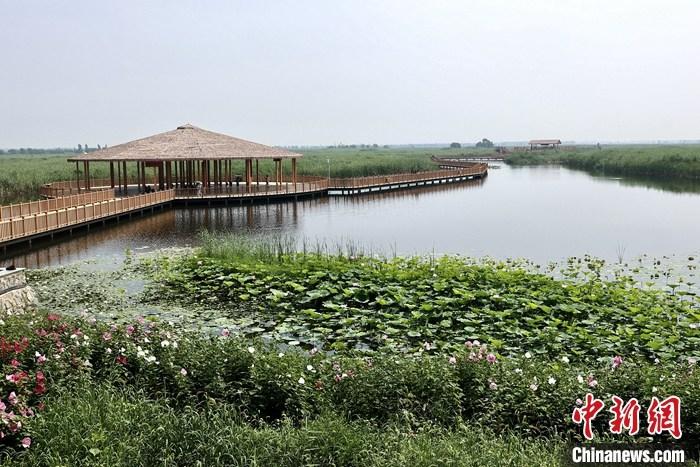 從完成頂層設(shè)計到如火如荼大規(guī)模建設(shè)，六年來，雄安新區(qū)如春天的竹子一般拔節(jié)生長，這座承載千年大計的“未來之城”已雄姿初顯。從“一張白紙”開始著墨，如今的雄安新區(qū)已是濃墨重彩的“山水畫”。<a target='_blank' href='/'>中新社</a>記者近日走訪了雄安新區(qū)多地，從“藍綠金”三色感受這座“未來之城”的巨大變化。圖為7月20日，河北白洋淀上荷花滿淀、蘆花搖曳。 <a target='_blank' href='/'>中新社</a>記者 易海菲 攝